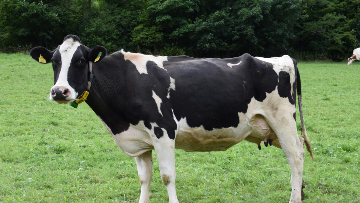 Imagen de archivo de una vaca.