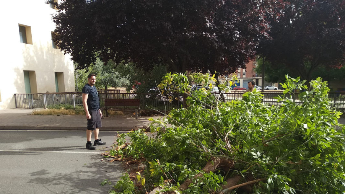 Un arbre cau a l'avinguda les Garrigues a la Bordeta - M.M.