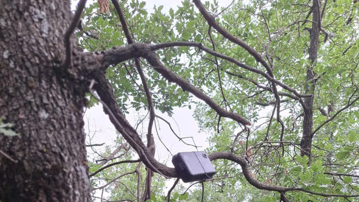 Una de las cajas nido que se han instalado este año. - CONSELL COMARC AL DEL SOLSONÈS