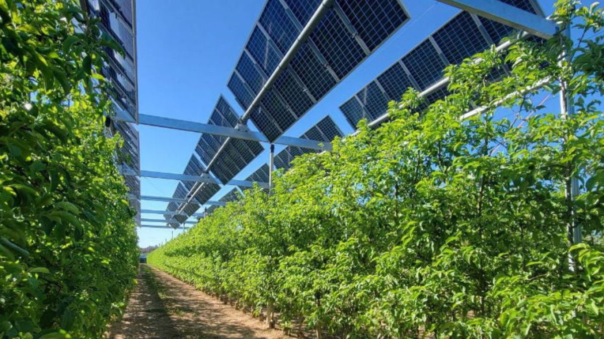 Mollerussa acoge uno de los pocos intentos de compatibilizar agricultura y producción energética. - GENERALITAT