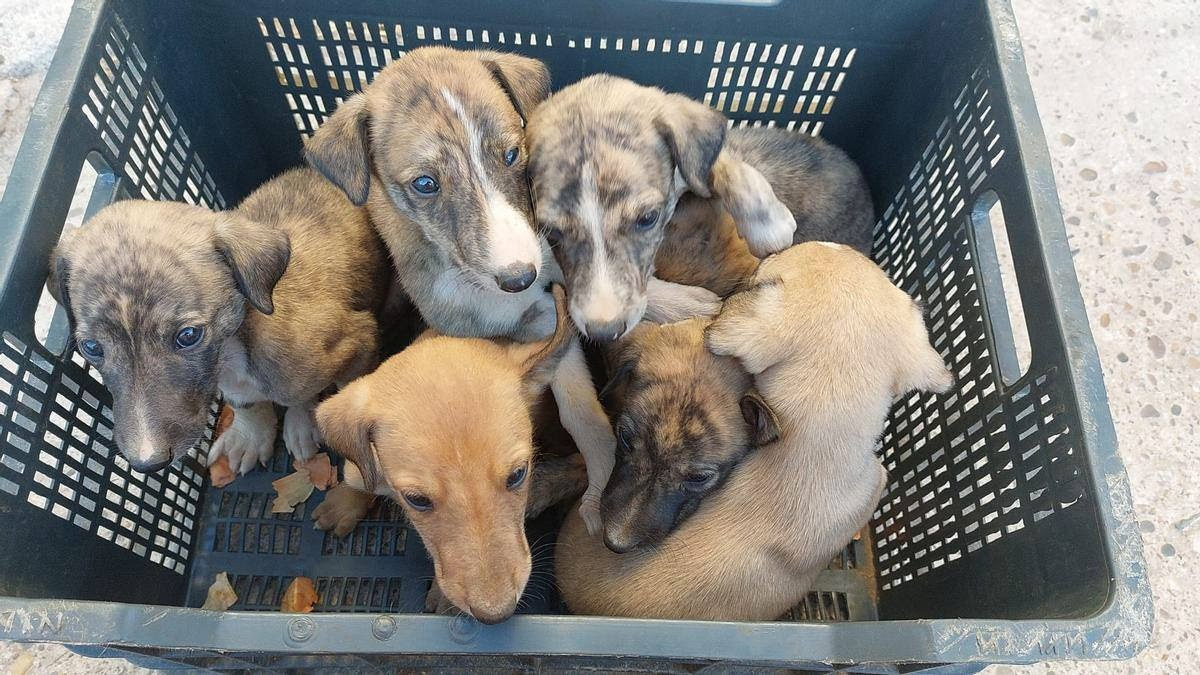 Imagen de archivo de cachorros abandonados.