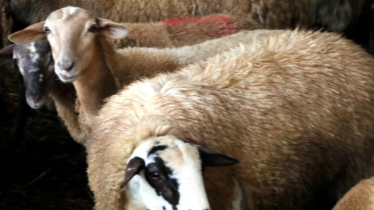 La vacunació s’iniciarà a les comarques més afectades. - ACN