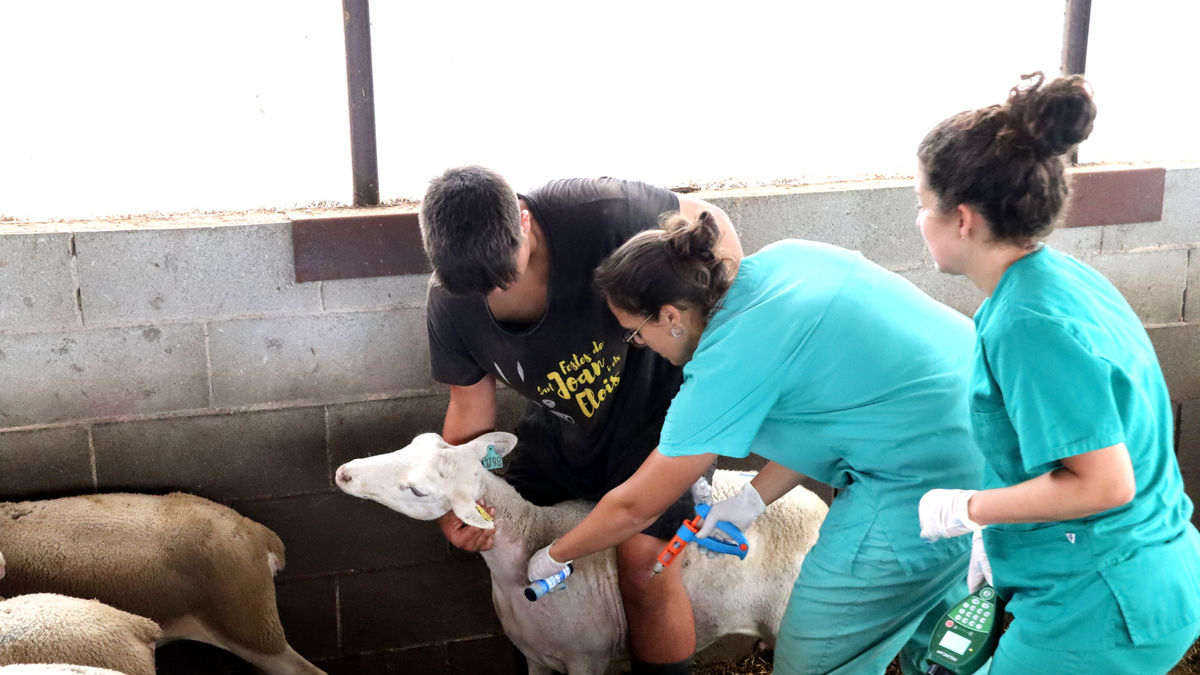 Vacunació d’una ovella en una explotació del Lluçanès. - ACN