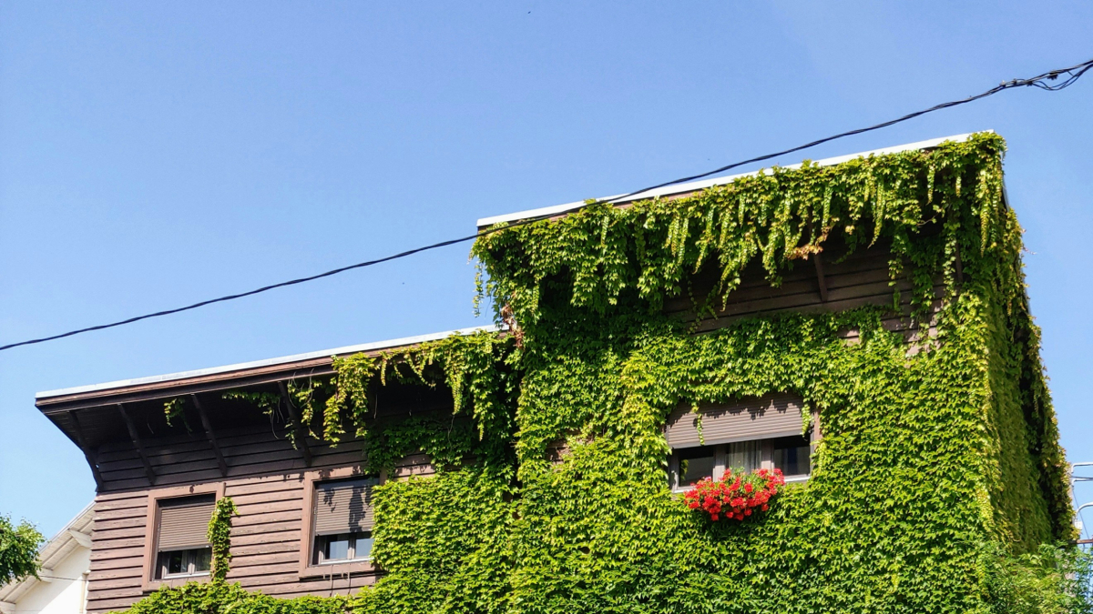 Les teulades blanques refresquen més els edificis que la vegetació, segons un estudi.