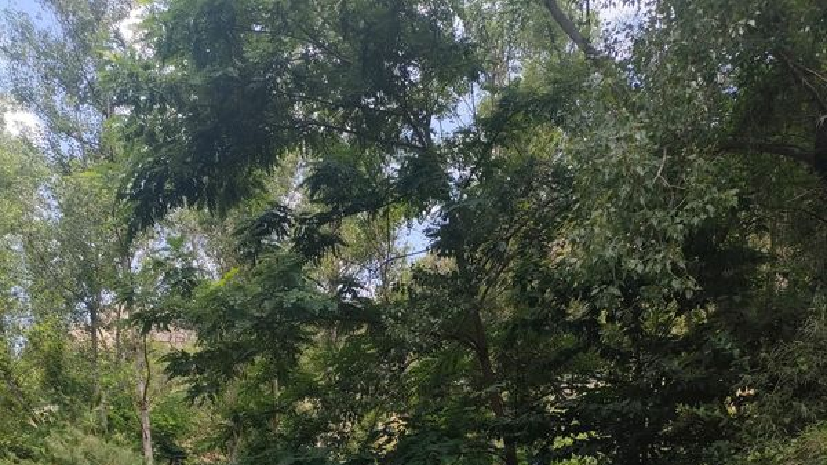 Un taller de construcció de rais, ahir a la presa de Llania. - AJUNTAMENT DE LA POBLA DE SEGUR