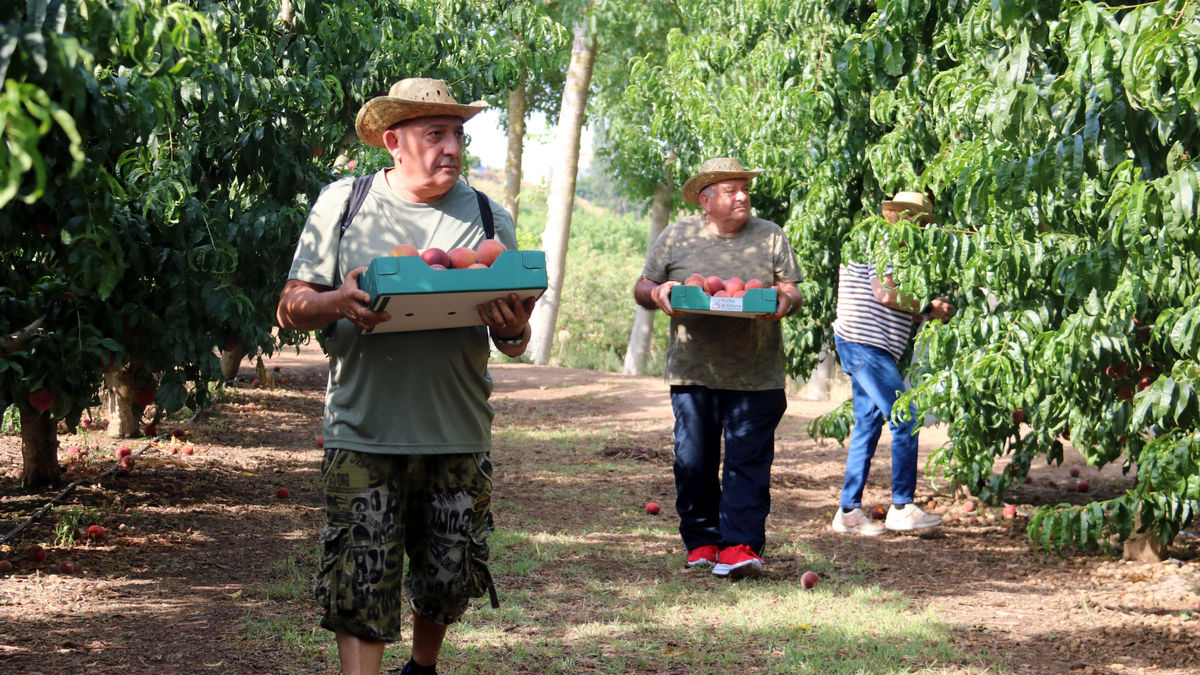 Los primeros visitantes que ayer recogieron la fruta de los árboles que habían apadrinado. - ACN