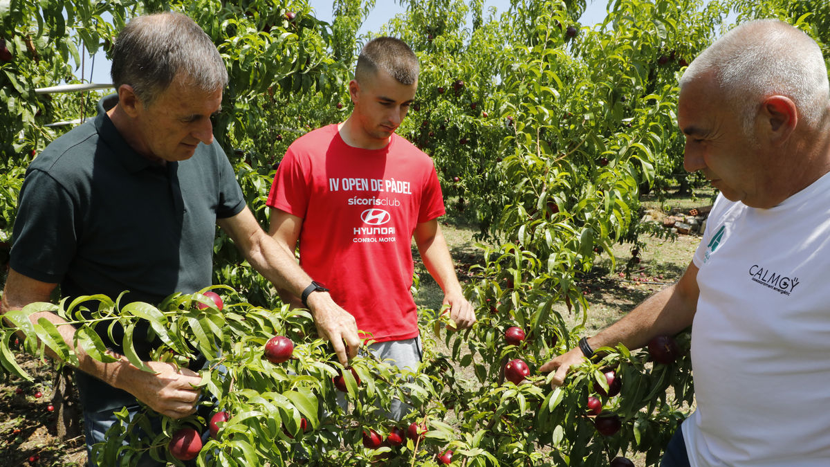 A la izquierda, análisis de daños en una finca de nectarinas de la partida de Butsènit, mientras que a la derecha se aprecia los estragos causados por el viento en perales. - AMADO FORROLLA