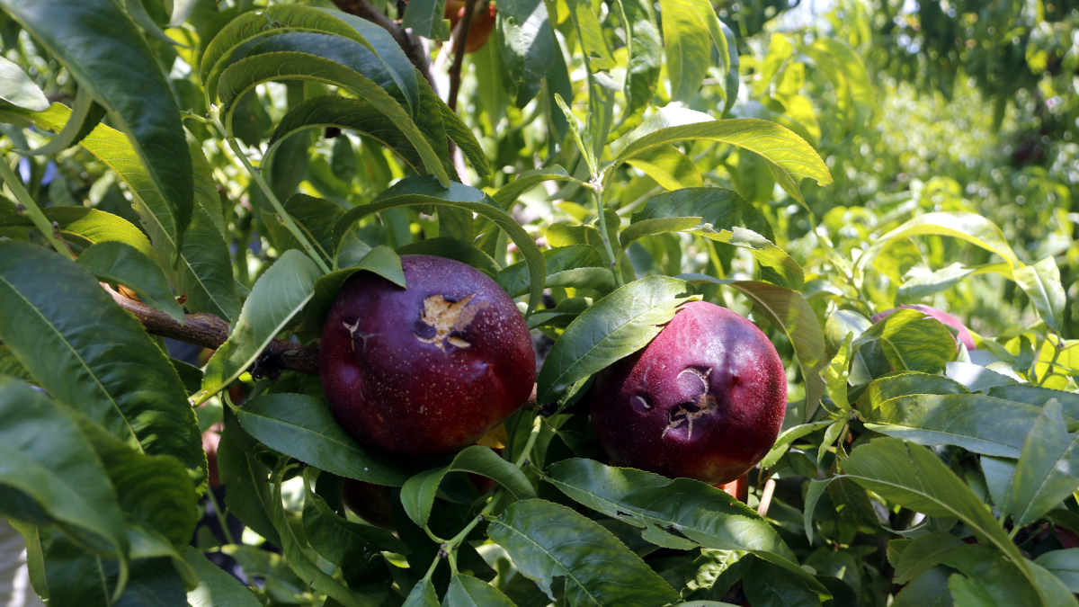Nectarines danyades per la pedra en una finca de l'Horta de Lleida.