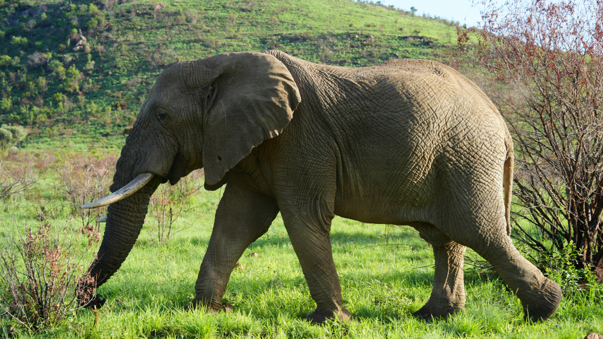 Un elefant al Parc Nacional de Pilanesberg.
