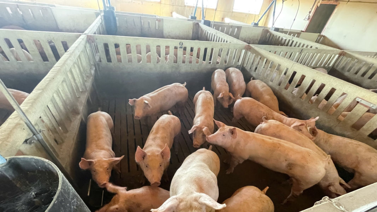 El cost per cada granja pot arribar als 300.000 euros. - EUROPA PRESS