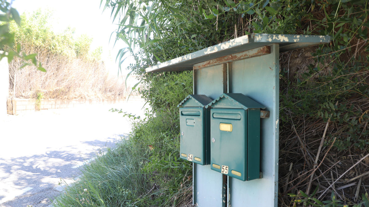 Imatge d’un grup de bústies a la partida del Camí de la Mariola. - MAGDALENA ALTISENT
