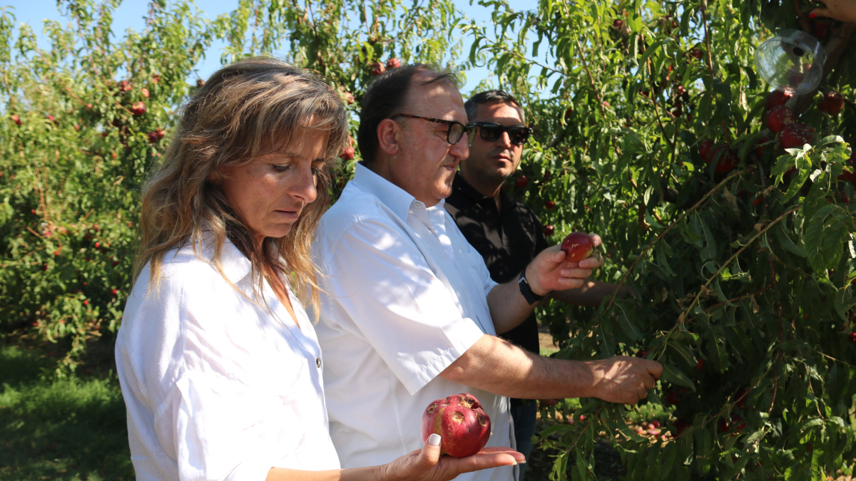 Carmel Mòdol i Dolors Vila visiten un camp de nectarines afectat per una pedregada a Soses.