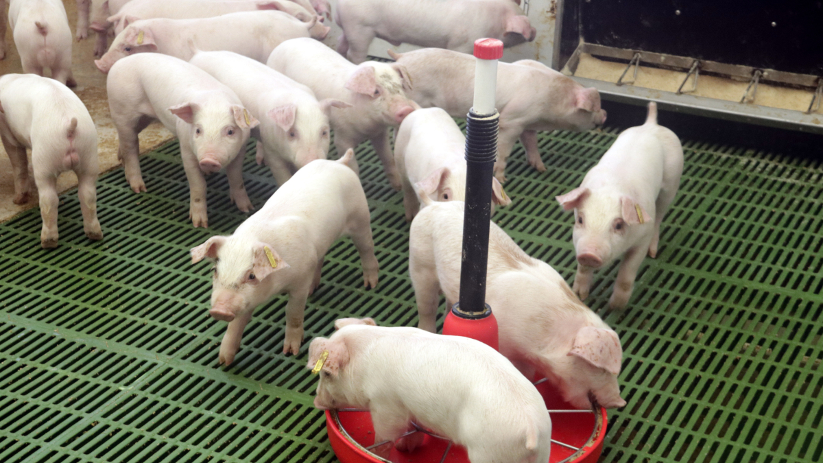 Interior d'una de les naus d'una granja de Sucs.
