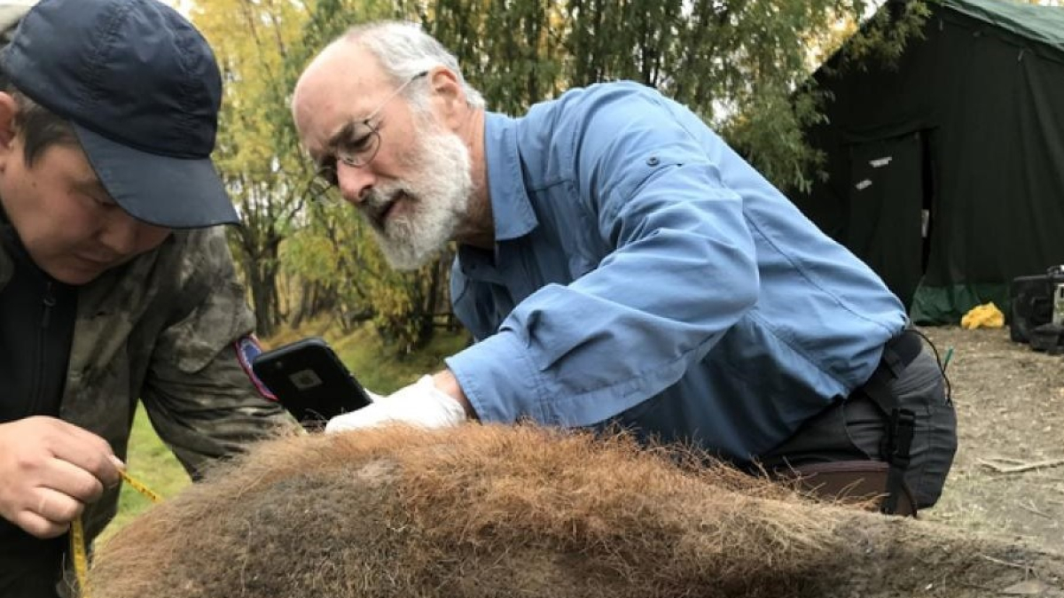 Científics examinen la pell d’un mamut llanut de 52.000 anys d’antiguitat després d’haver estat excavat al permafrost.