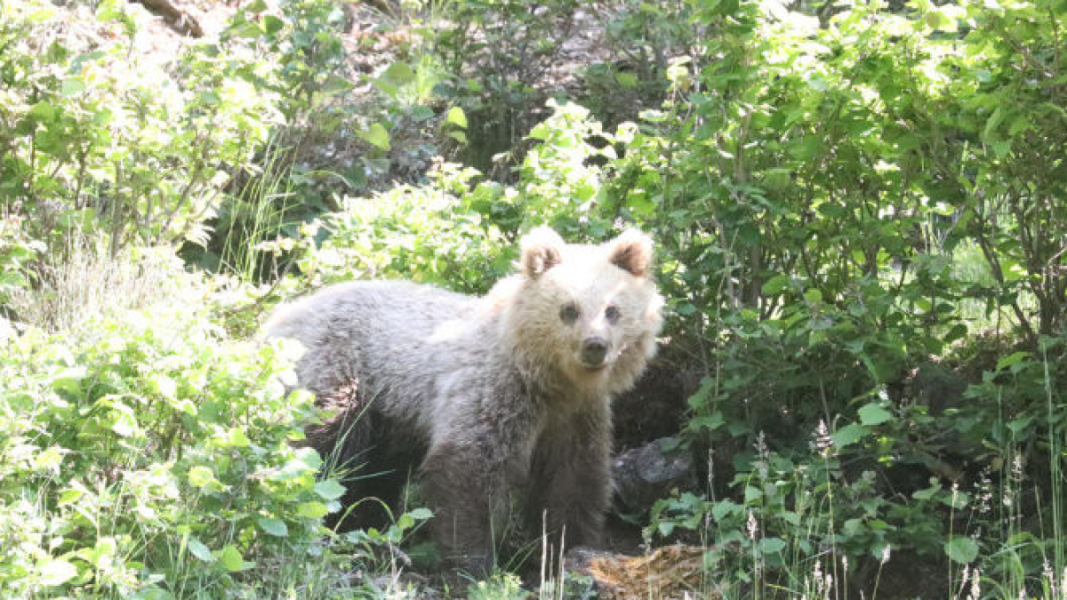 Imagen de archivo de un oso el año pasado en el puerto de la Bonaigua. - EDGAR ALDANA