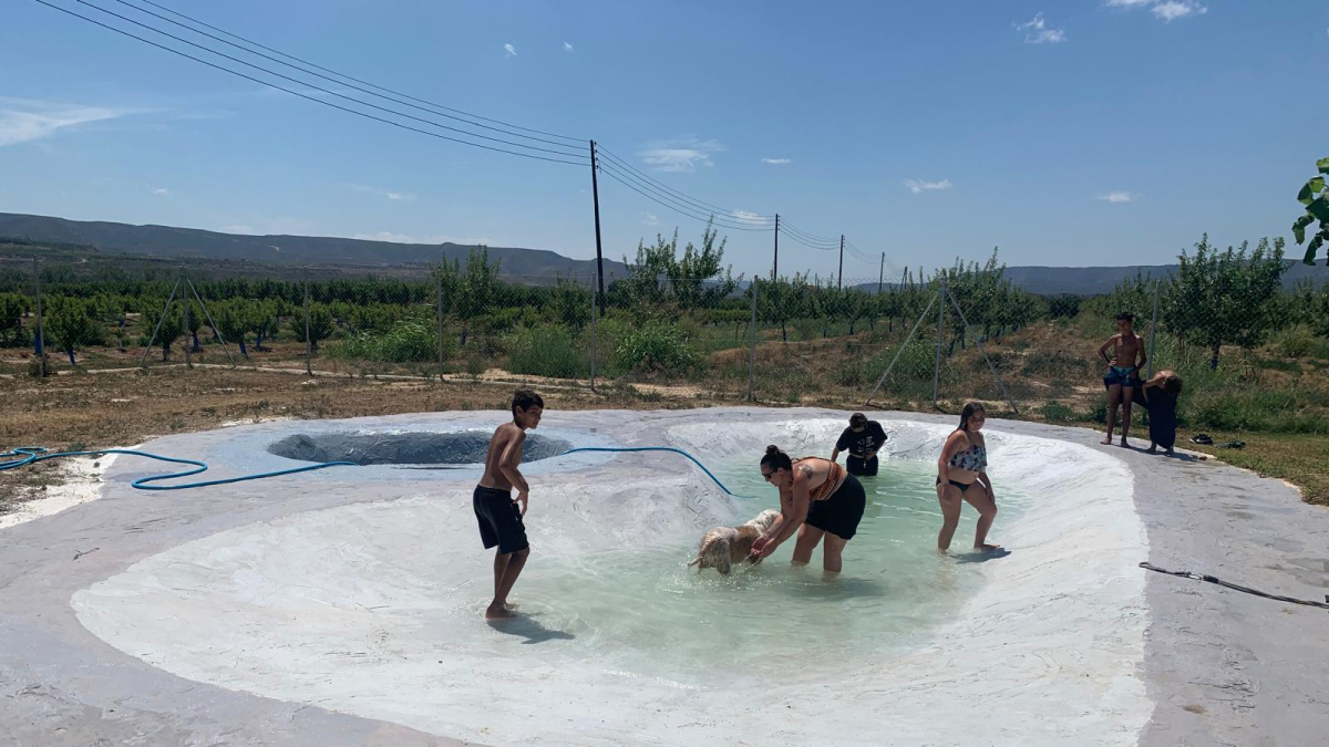 Voluntarios bañando a un perro en la nueva piscina.