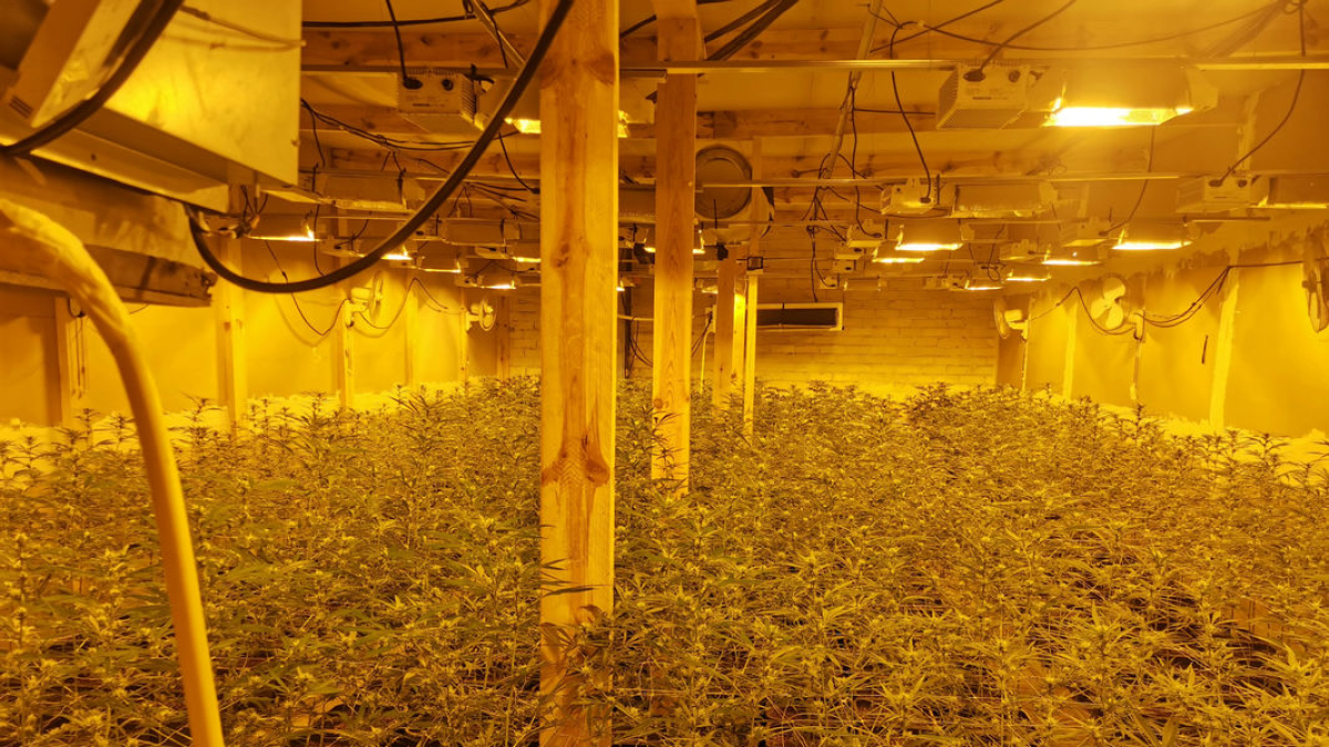 Imagen de una de las dos salas de la nave en la que cultivaban las plantas. - MOSSOS D’ESQUADRA