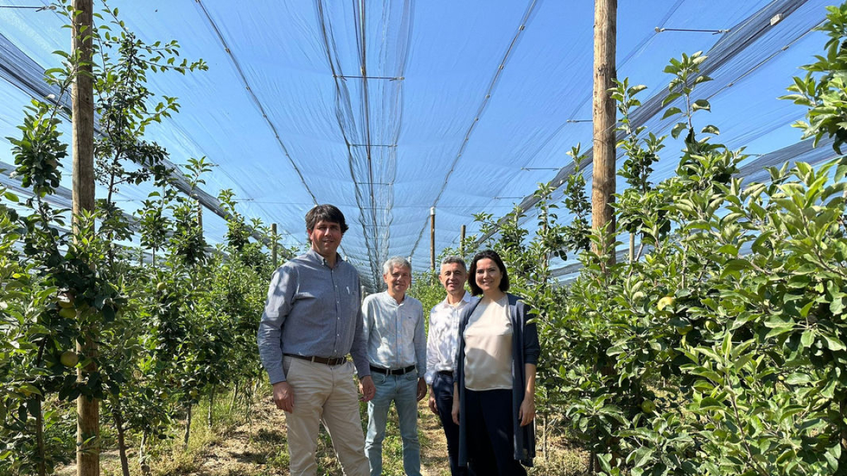 Miembros del ICF visitan la finca de reconversión varietal de Nufri. - ICF