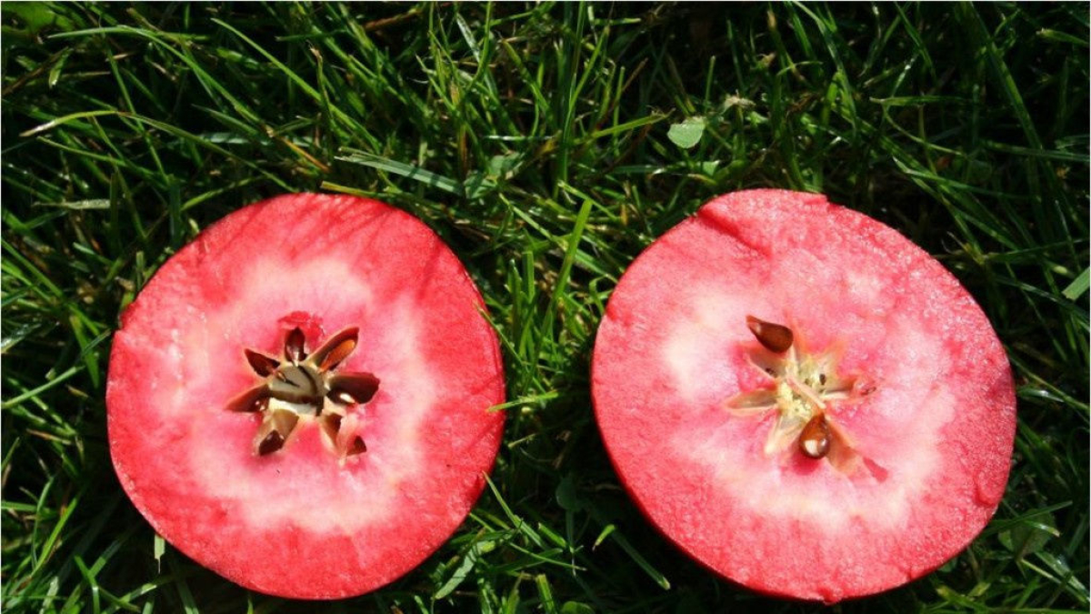 Imatge de pomes de polpa roja. - LUBERA AG (WIKIMEDIA COMMONS)