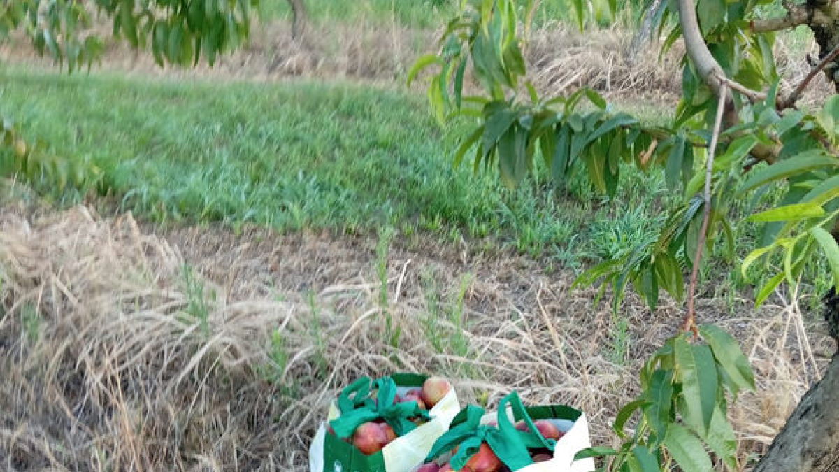 Algunas de las bolsas con fruta que abandonaron los ladrones. - A. TORRELAMEU