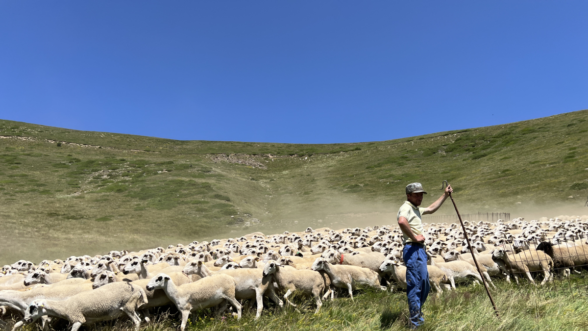 El pastor de la ramada de Seurí amb les ovelles.
