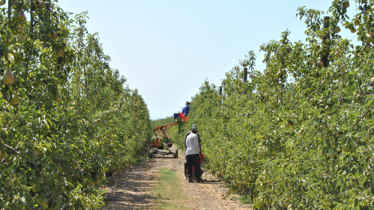 La superfície de pereres, com els d’aquesta explotació de Térmens, se situa en l’actualitat lleugerament per sobre de les 8.900 hectàrees. - ACN