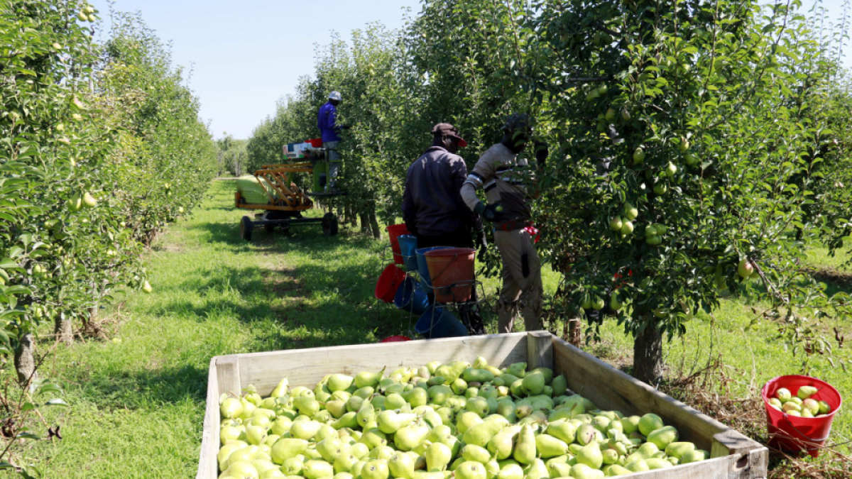 Treballadors en plena feina de recol·lecció a l’inici de la campanya de llimonera.