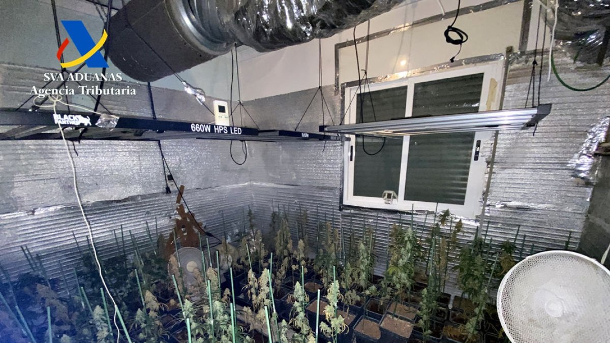 Imagen de la plantación hallada en l’Horta. - AGENCIA TRIBUTARIA