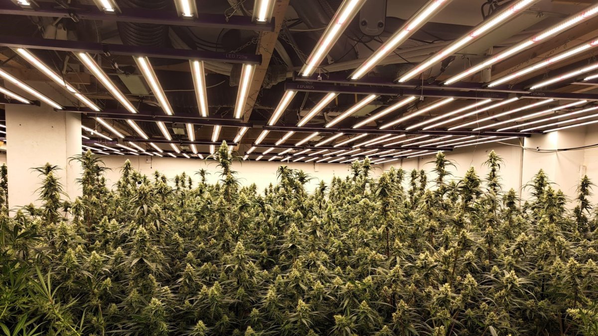 Una plantació de marihuana.