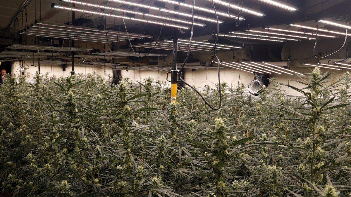 Plantación interior de marihuana en unas antiguas cámaras de fruta en Lleida.