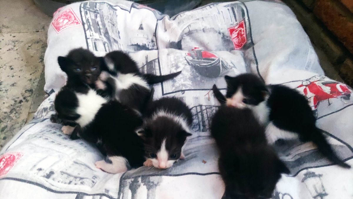 Gatitos abandonados.