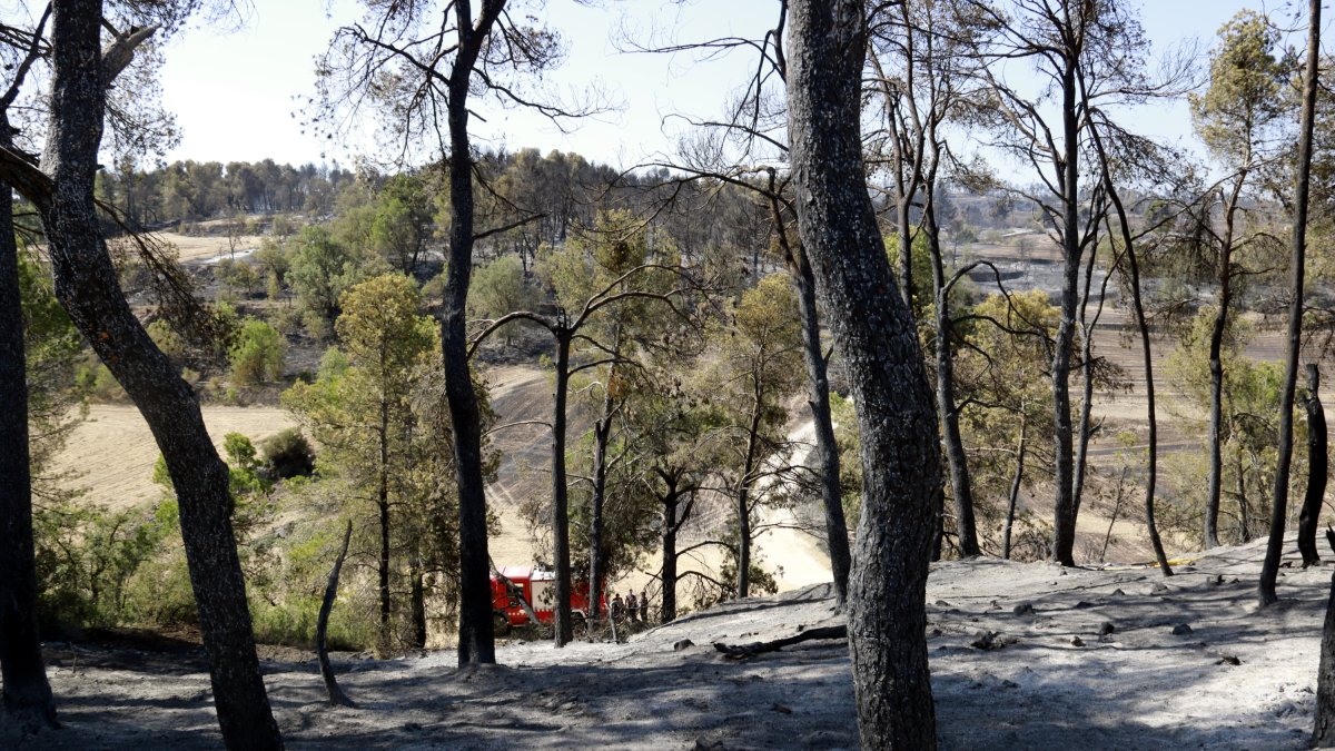 Revifa incendi Ciutadilla