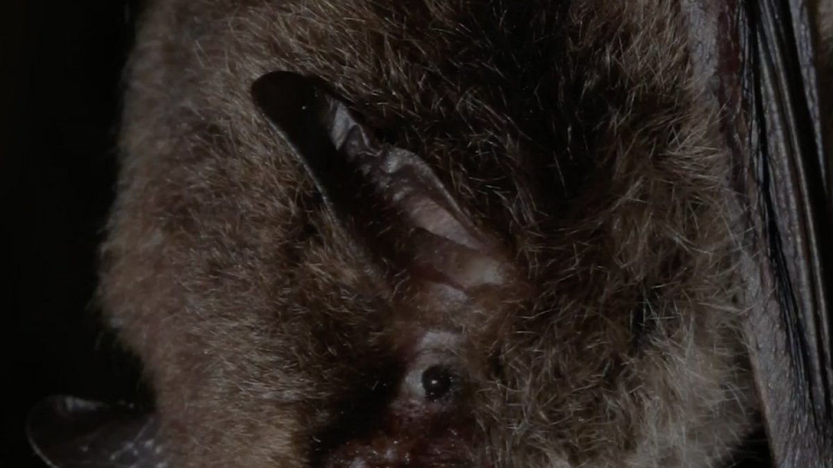 Exemplar de la nova espècie de ratpenat que s’ha trobat al Parc Natural del Cadí-Moixeró