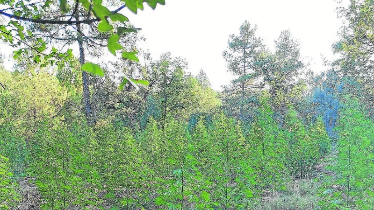 Uno de los cultivos hallados en Castellar de la Ribera. - MOSSOS D’ESQUADRA