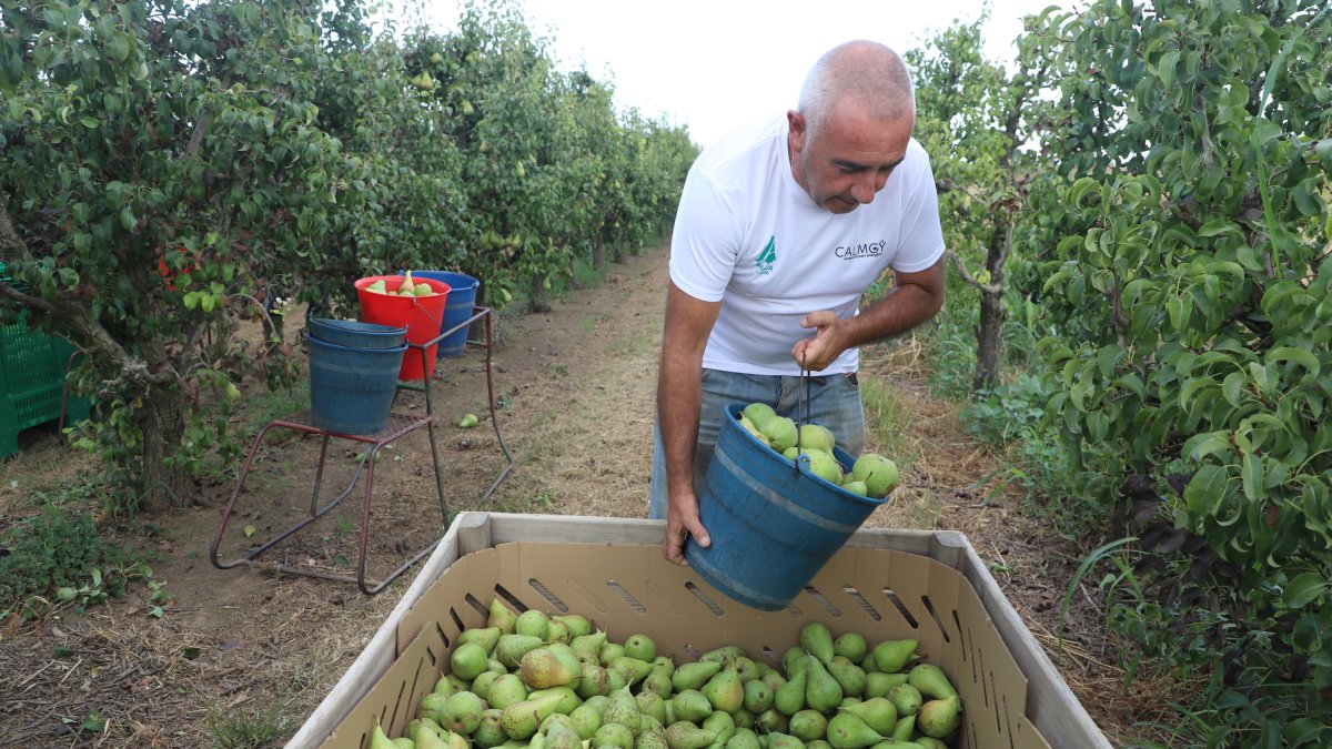 Recollida de pera conference aquest dimecres en una finca de Lleida.