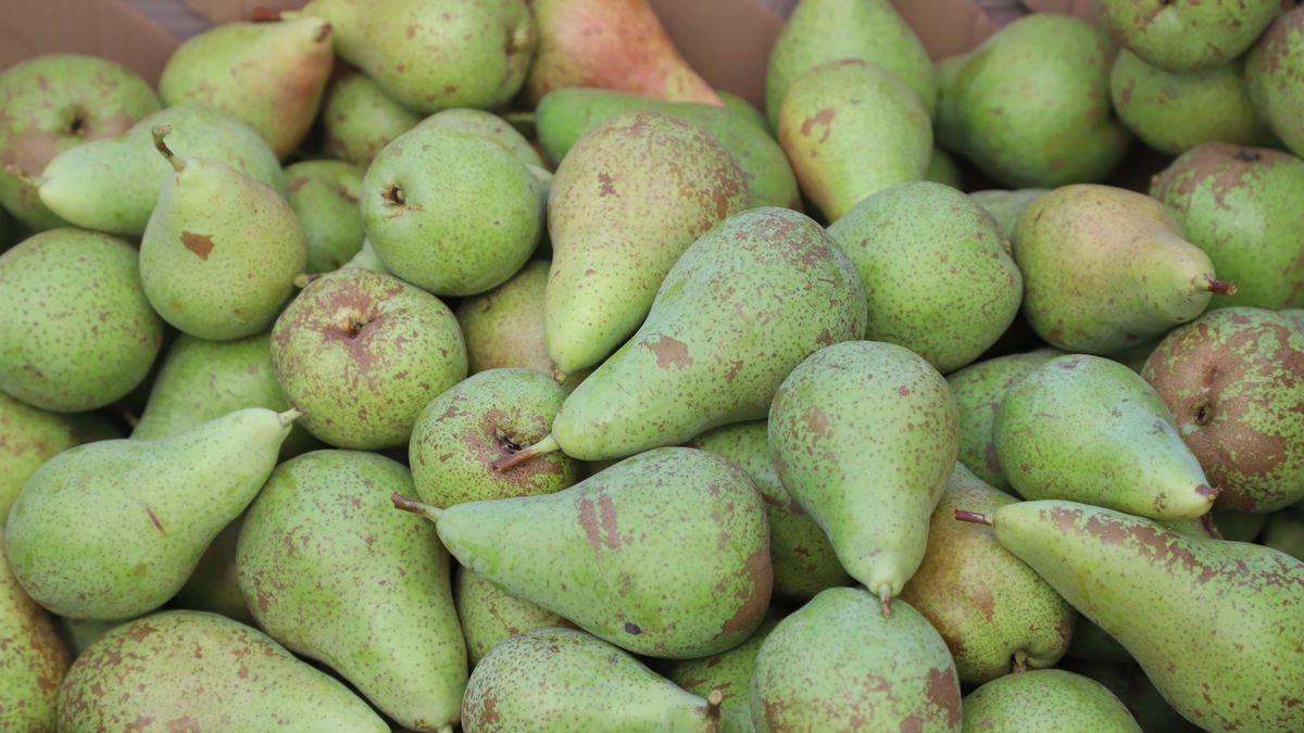 Peras de la variedad Conferencia recogidas esta semana en Lleida. - MAGDALENA ALTISENT