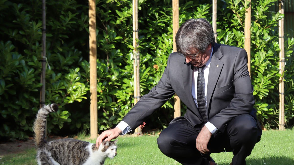 L’expresident Carles Puigdemont acariciant un gat ahir a Waterloo. - ACN