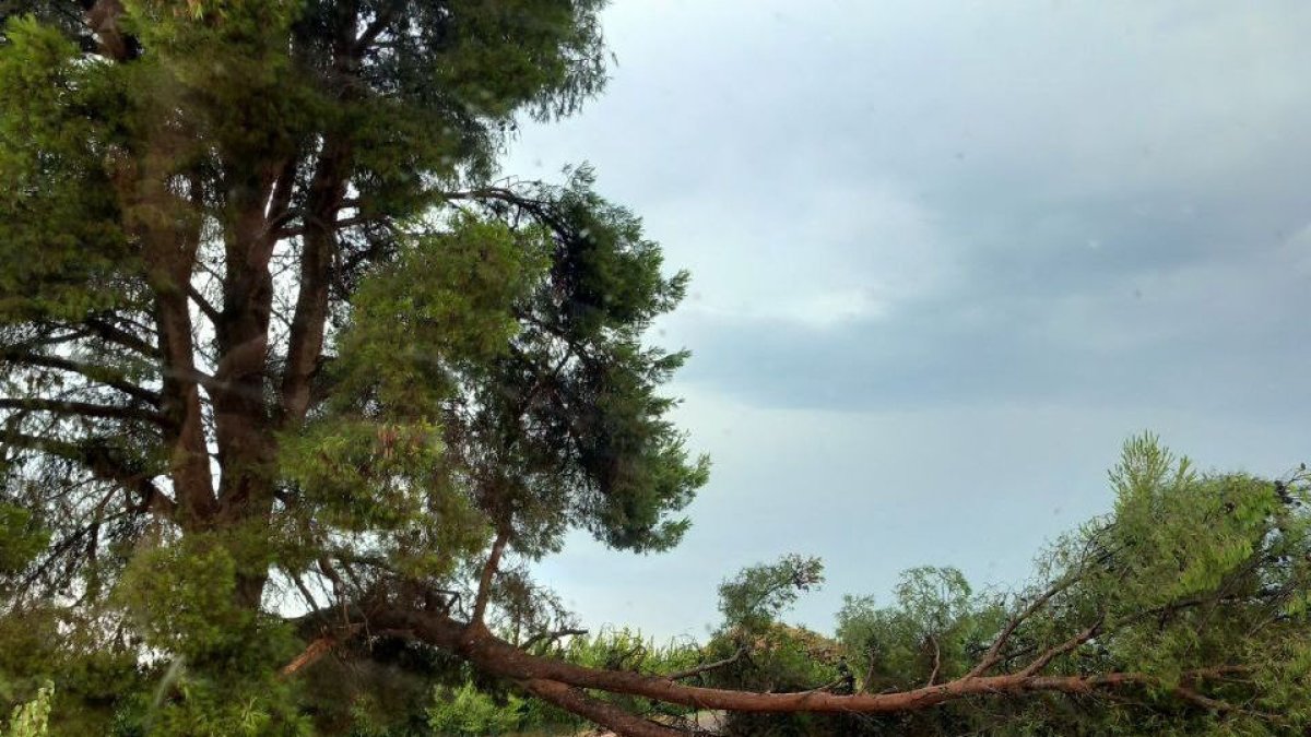 La tempesta va abatre un arbre a Seròs