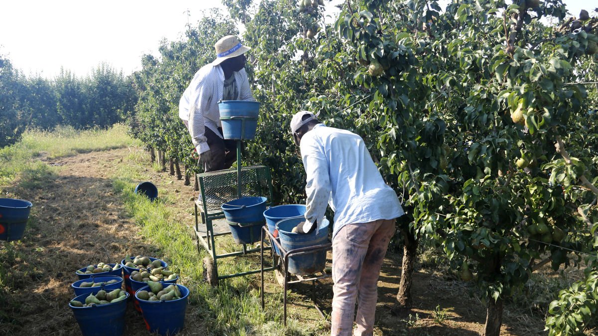 Treballadors de la fruita aquesta campanya en una finca de la província. - ACN