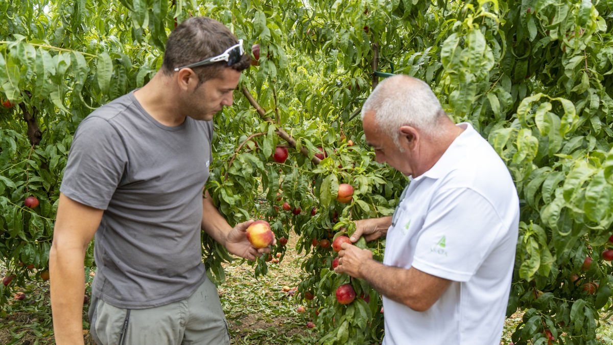 Robert Ivars y Pere Roqué analizan los daños en una finca de fruta de hueso en Aitona. - PAU PASCUAL