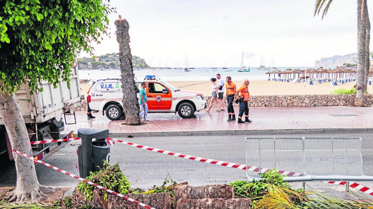 Vista de una palmera derribada por el fuerte viento en Mallorca. - EFE
