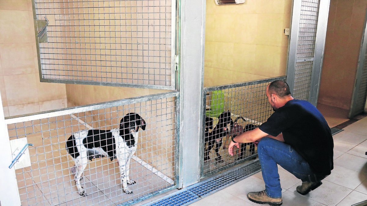 Foto de archivo de un técnico con perros del Refugi dels Peluts. - ACN