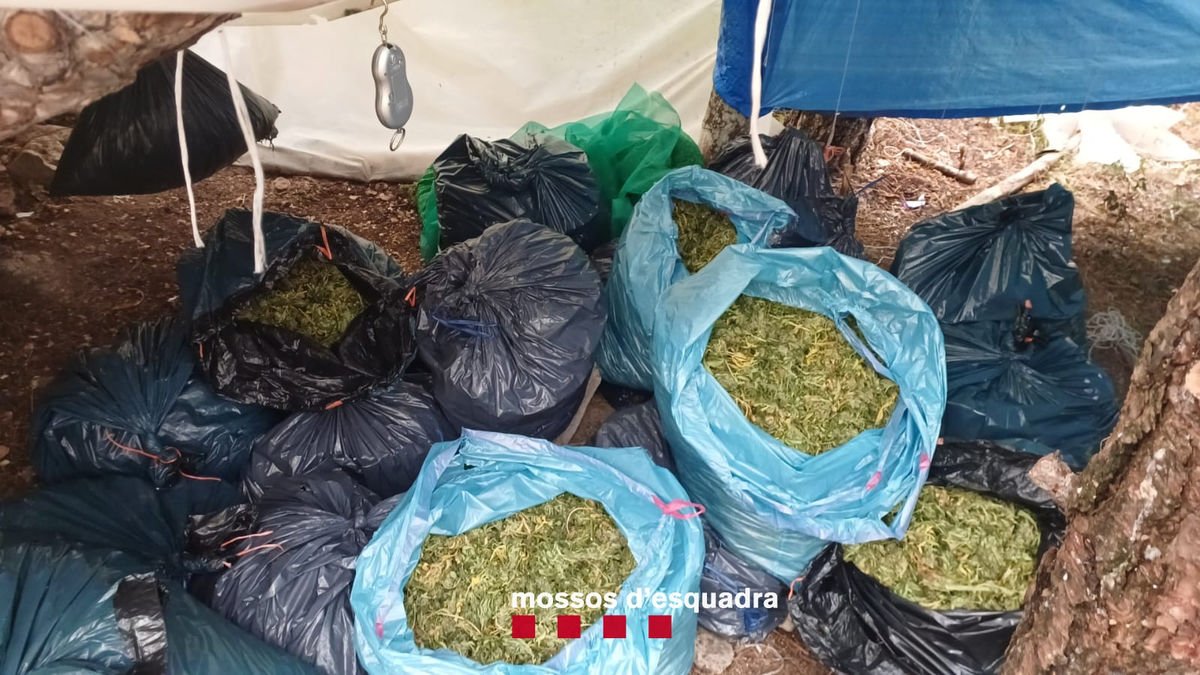 Vista de la droga intervinguda, com 76,5 quilos de cabdells de marihuana ja assecats. - MOSSOS D’ESQUADRA