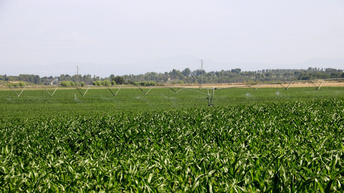 Riego en un campo de maíz en Gimenells i Pla de la Font. - ACN