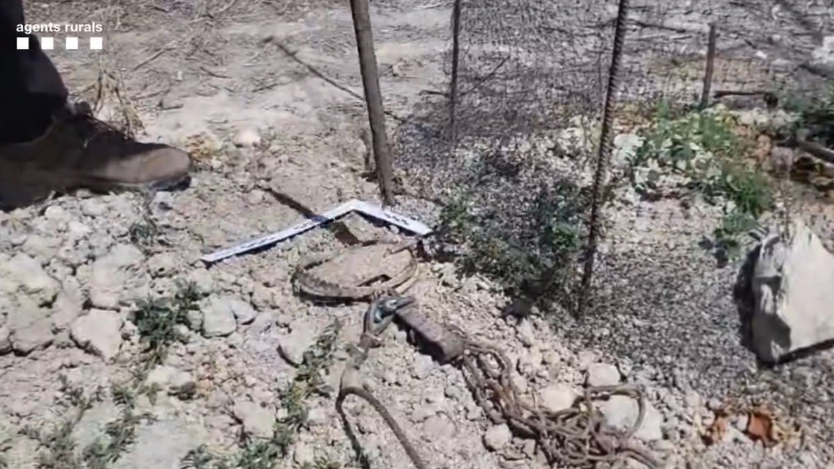 Una de las trampas localizadas por los Agentes Rurales. - AGENTES RURALES