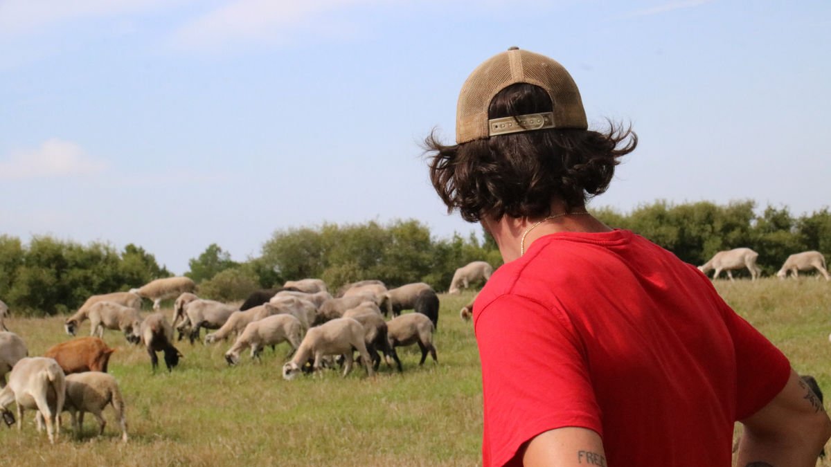 Un pastor amb un ramat d’ovelles en una explotació catalana. - ACN