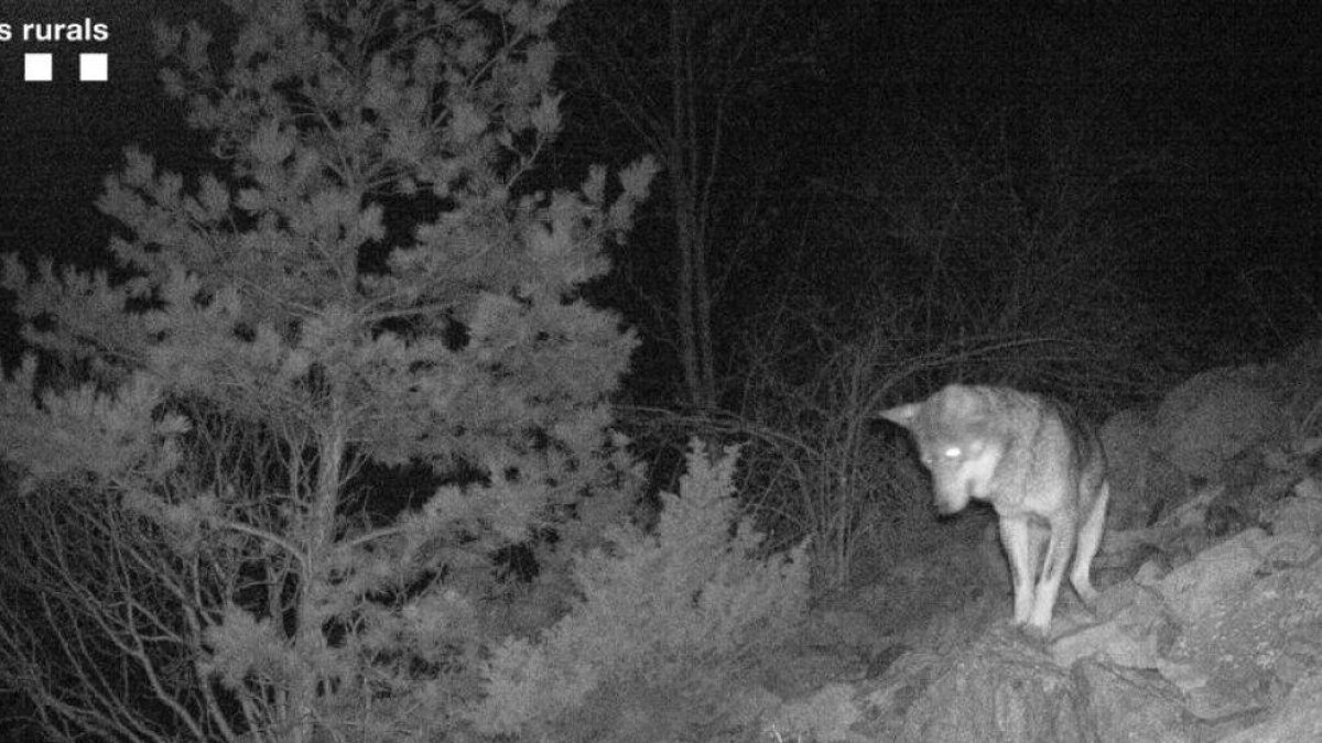 Un llop captat a l'Alta Ribagorça en una imatge d'arxiu.