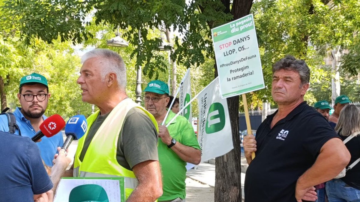 Ocho ataques de oso en Lleida ■ La Generalitat ha tramitado este año seis expedientes por ataques de oso a explotaciones ganaderas, cinco a colmenas con 16 cajas dañadas y uno a terneros con dos fallecidos y uno herido, todos ellos en el Pallars ... - UP