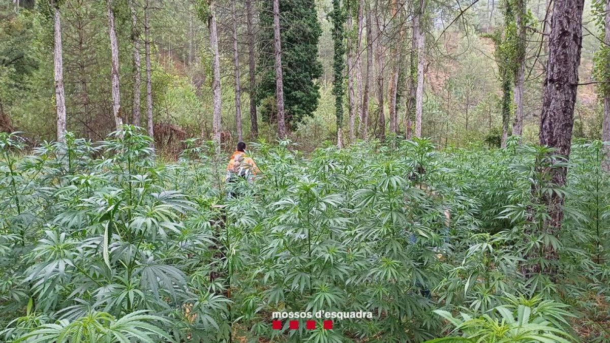 Incautadas más de 25.500 plantas de marihuana en ocho meses en Lleida - MOSSOS D’ESQUADRA