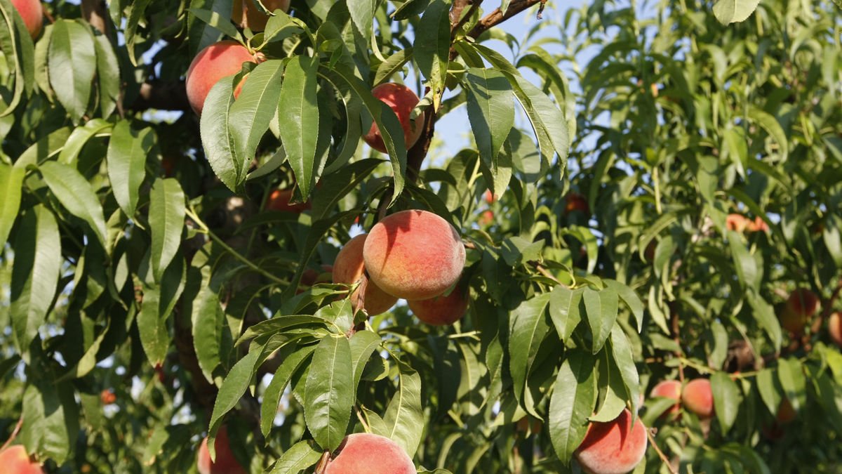 La investigació dels sucs amb préssec i raïm s’ha treballat al Fruitcentre de Lleida. - SEGRE